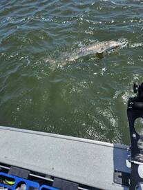 Willapa Bay Report Photo 2