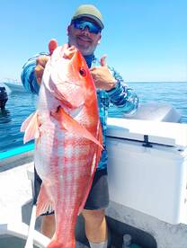 Red Snapper and Gulf Grouper