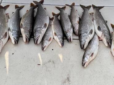 Great Lake Trout bite