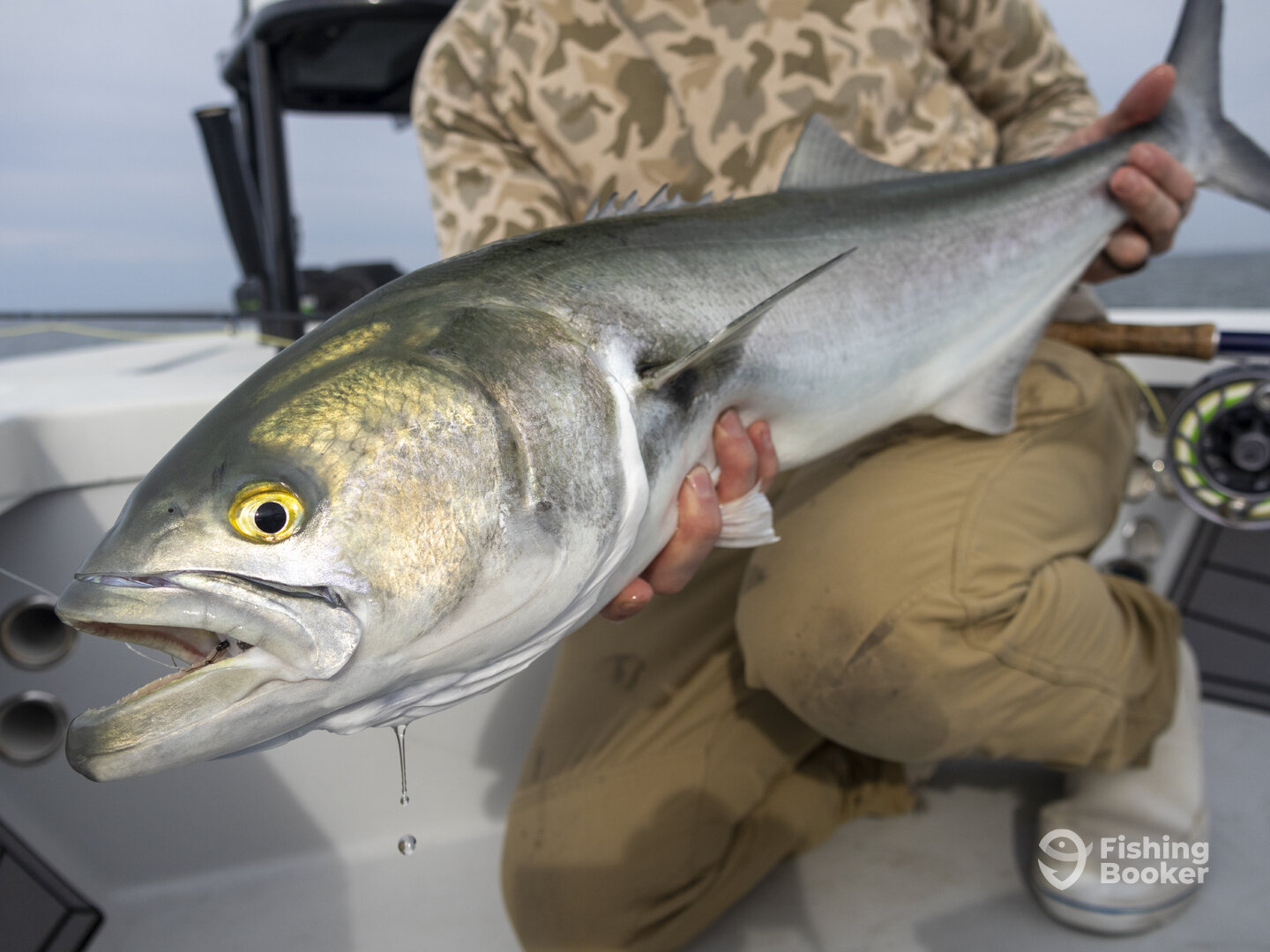 Bluefish on the fly