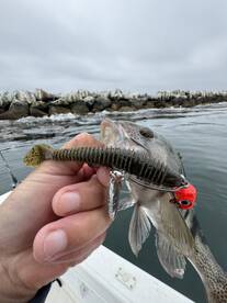 2 hours of Harbor Fishing 
