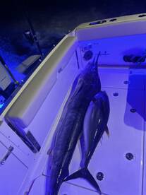 Puerto Vallarta Report Photo 2