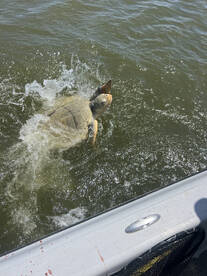 Venice Report Photo 2