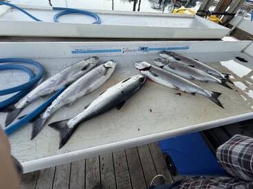 Campbell River Report Photo 2