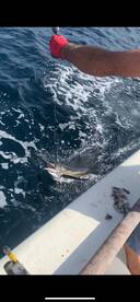 4hr trolling trips are producing steady 