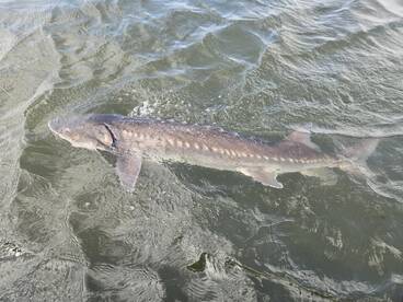 The Big Ones are Here!