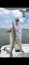 Mega finetooth shark 