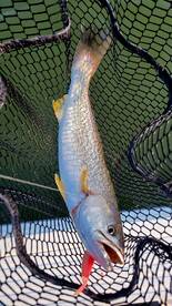 Photos from the last few trips