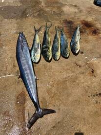 Falmouth Report Photo 1