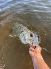 Inshore Tarpon