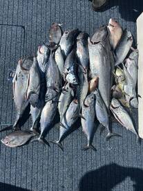 Moreton Bay Report Photo 1