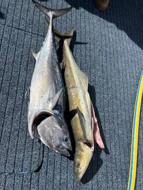 Cobia and Tuna