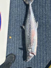 Moreton Bay Report Photo 2