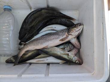 Low light walleyes 