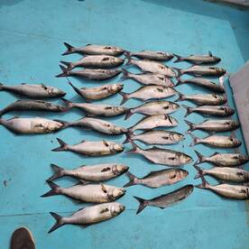Solomons Report Photo 2
