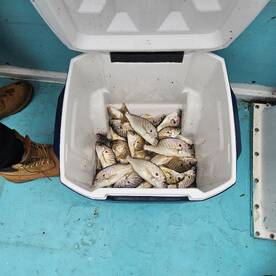 Chesapeake Bay Report Photo 2