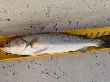 Aransas Bay Report Photo 3