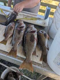 Winchester Bay Report Photo 2