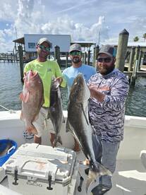 Cobia running!