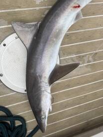 Fishing report 6/18/25
