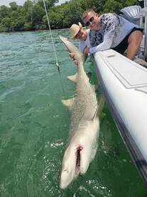 Big lemon sharks 