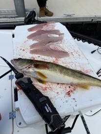 North Georgia Report Photo 2