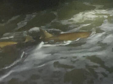 7 foot nurse Shark!
