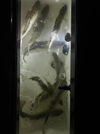 Good limit of walleyes!