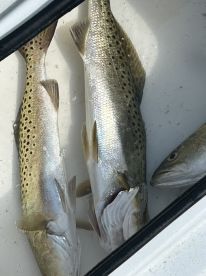 Great time with various fish!