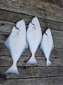 Tubbed out in a few hours!