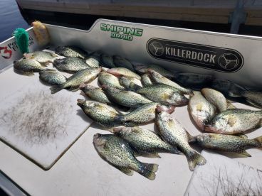 Crappie on Egypt