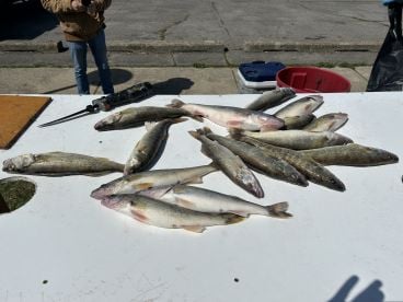 Chris was awesome and very likable. Easy to talk with and very knowledgeable about the trip. 