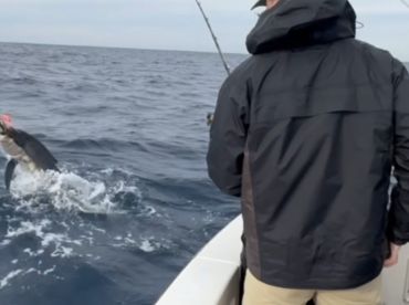 We're on a mission for marlin!