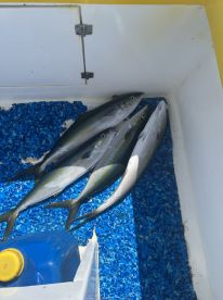 Great time fishing in Costa Rica