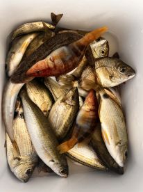 Great morning fishing