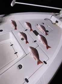 Will do whatever it takes to make sure you have a good time!