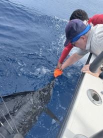 A Good Morning Fishing 