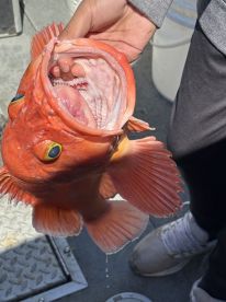 Rockfish and Lingcod Galore! 