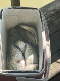 Good crappie action