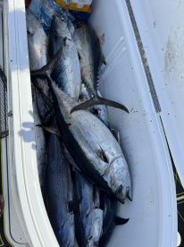 Fishing tournament, won big tuna