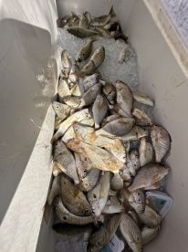 Best. Charter. Ever.