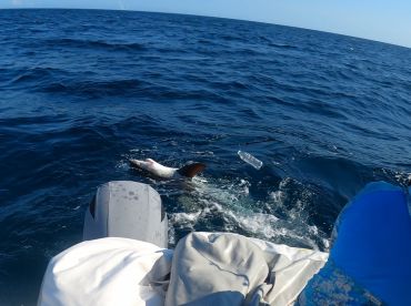 Sharkin’ ain’t easy