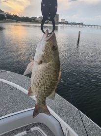 Great Charter.  Q rocks!