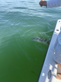 Did not let us down!