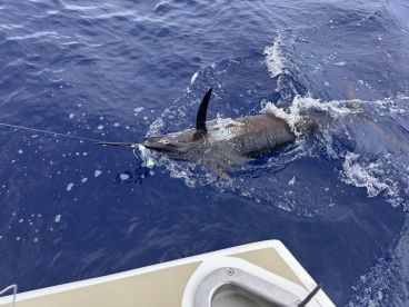 My First Blue Marlin