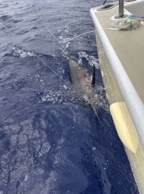 My First Blue Marlin