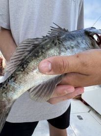 Captain Nick is great!