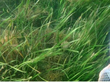 Great time scalloping