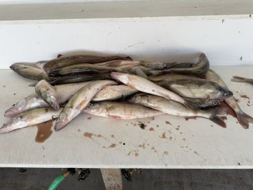 Had an awesome trip, limited out less than two hours these guys were great I will be booking them in the future. Walleyes Perch& Salmon in the fall