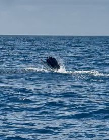 Top Notch Experience